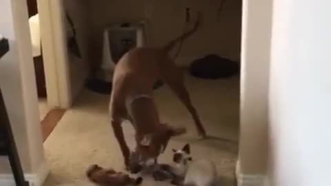 Strong cat against a dog