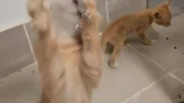 Is it normal for a stray cat to eat cat strips for the first time?