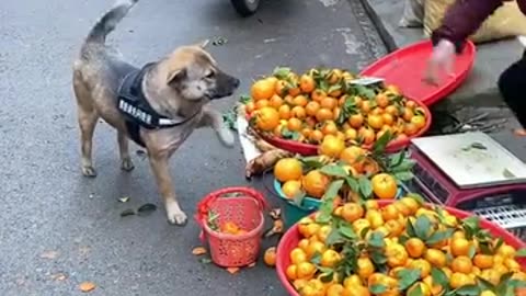 Dog goes grocery shopping at the local market