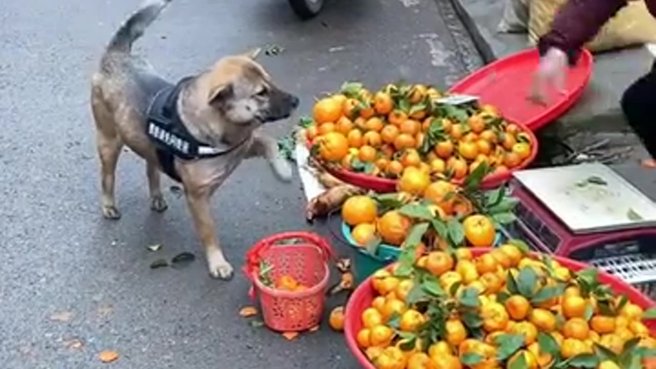 Dog goes grocery shopping at the local market