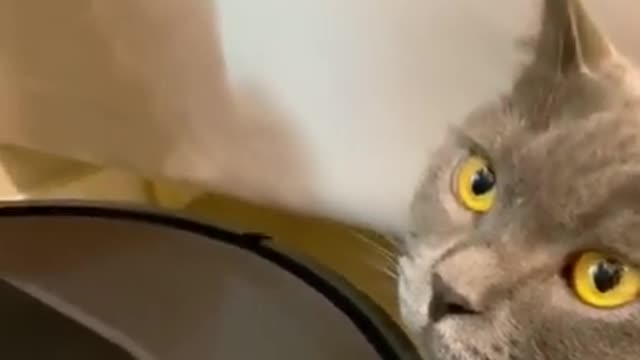 Baby Cats - Cute and Funny Cat Videos Compilation 20 Cat Land
