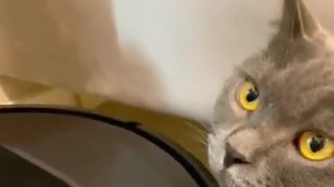 Baby Cats - Cute and Funny Cat Videos Compilation 20 Cat Land