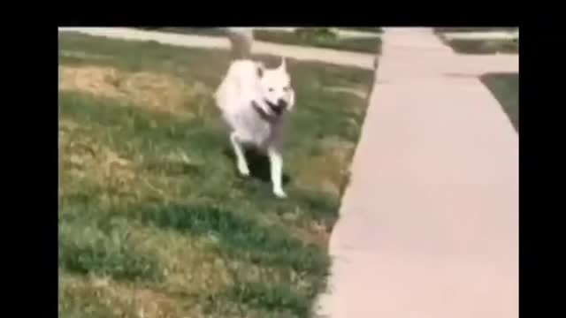 If i were a dog, i would be a husky