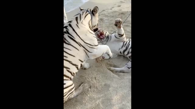 White Cheetahs Playing Have fun