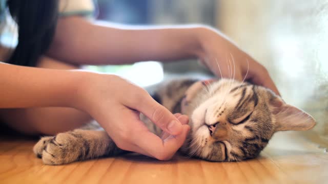 Cute cat getting massage