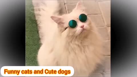 Cute cats