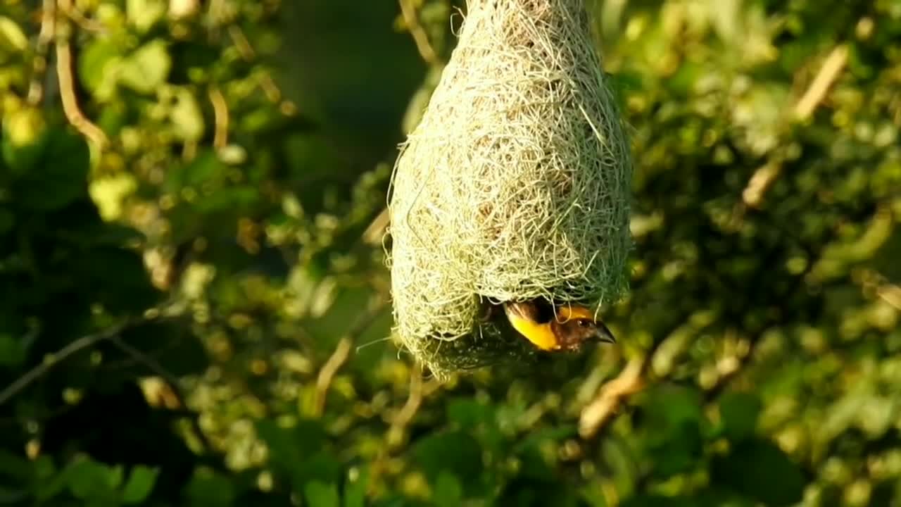 Amazing birds #bird #nature #naturalbeauties