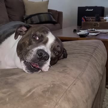 Bruno the pitbull SINGING his heart out while his mom plays harmonica