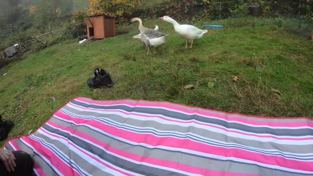 Hilarious Pet Goose Hugs his Owner but Attacks Everyone Else