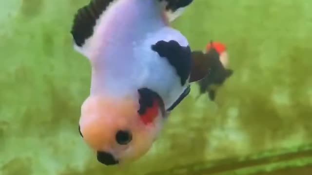 Several ornamental fish are swimming in the water