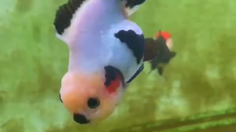 Several ornamental fish are swimming in the water