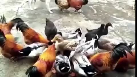 Very Funny Fight | Chicken vs Dog