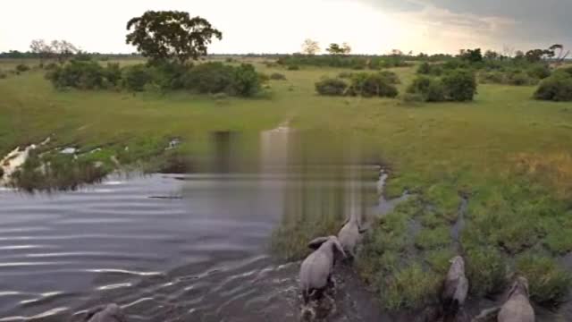 Hd drone footage of a herd of elephants crossing a river in southern Africa