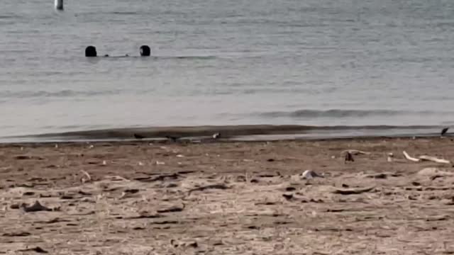 Running birds