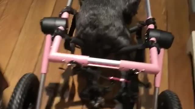 Black dog with pink and black wheel chair for back legs walks around house
