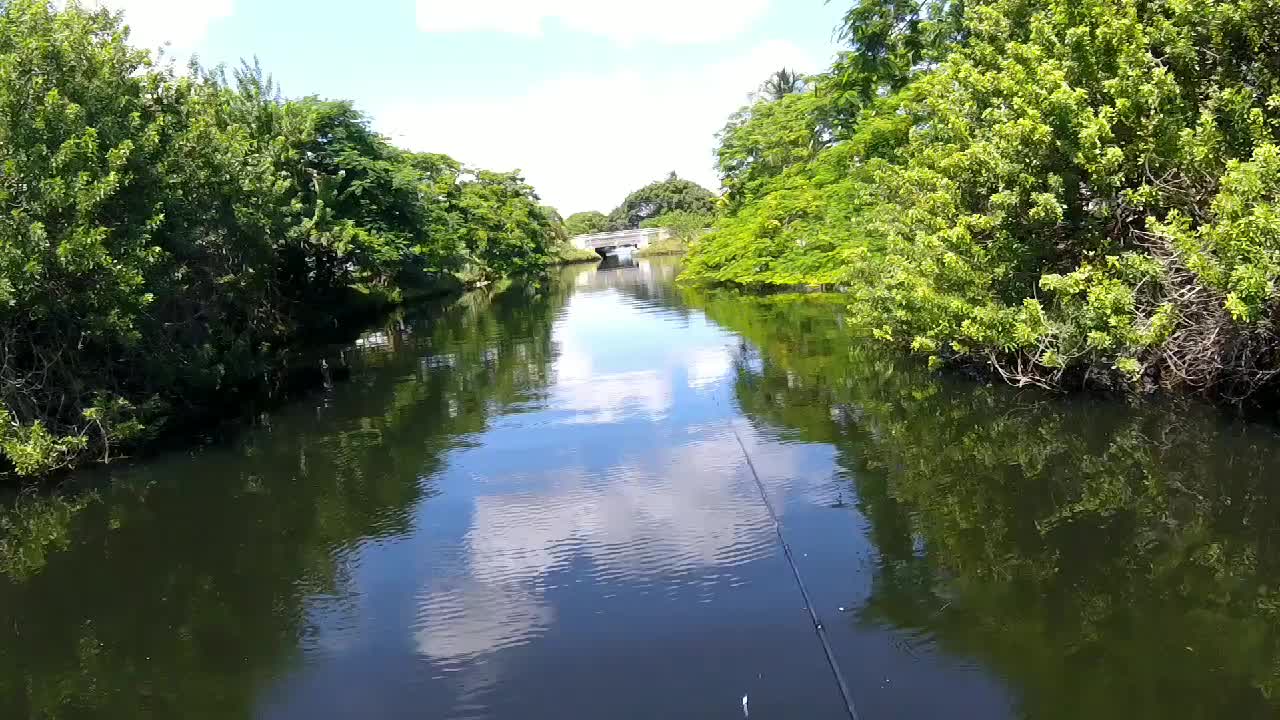 Peacock bass