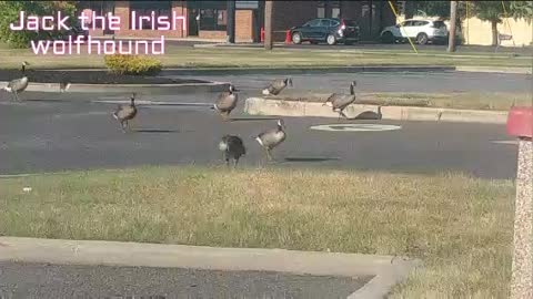 flock of geese by jack the Irish wolfhound