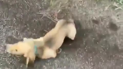 Baby dog