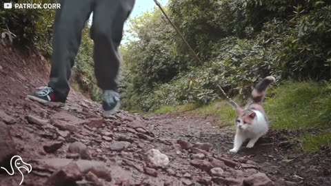 Stevie The Blind Cat Climbed A Mountain