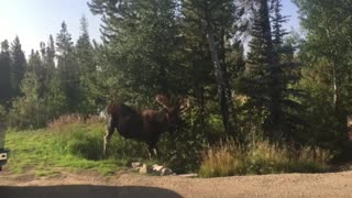 Colorado Moose