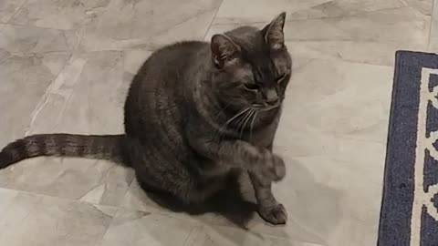 Cat waves for attention