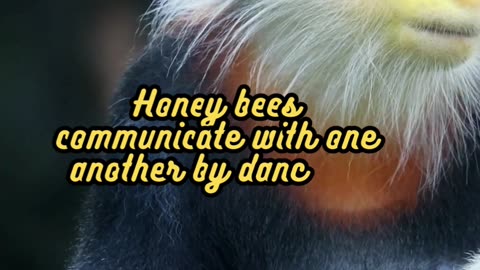 Animal Facts Bees #shorts