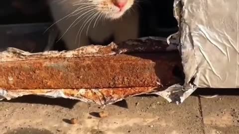 bullying cute kitten