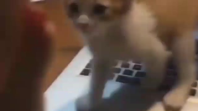 Cat Shorts, Funny Baby cat playing with fish , Cat shaking hand