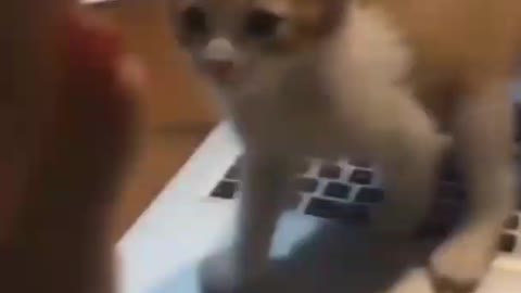 Cat Shorts, Funny Baby cat playing with fish , Cat shaking hand