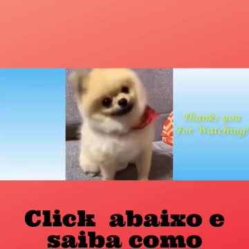 Cachorros e gatos engraçados e donos desesperados