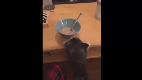 The cat appears when it smells delicious