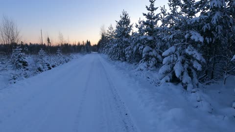 Snow Laden Trees