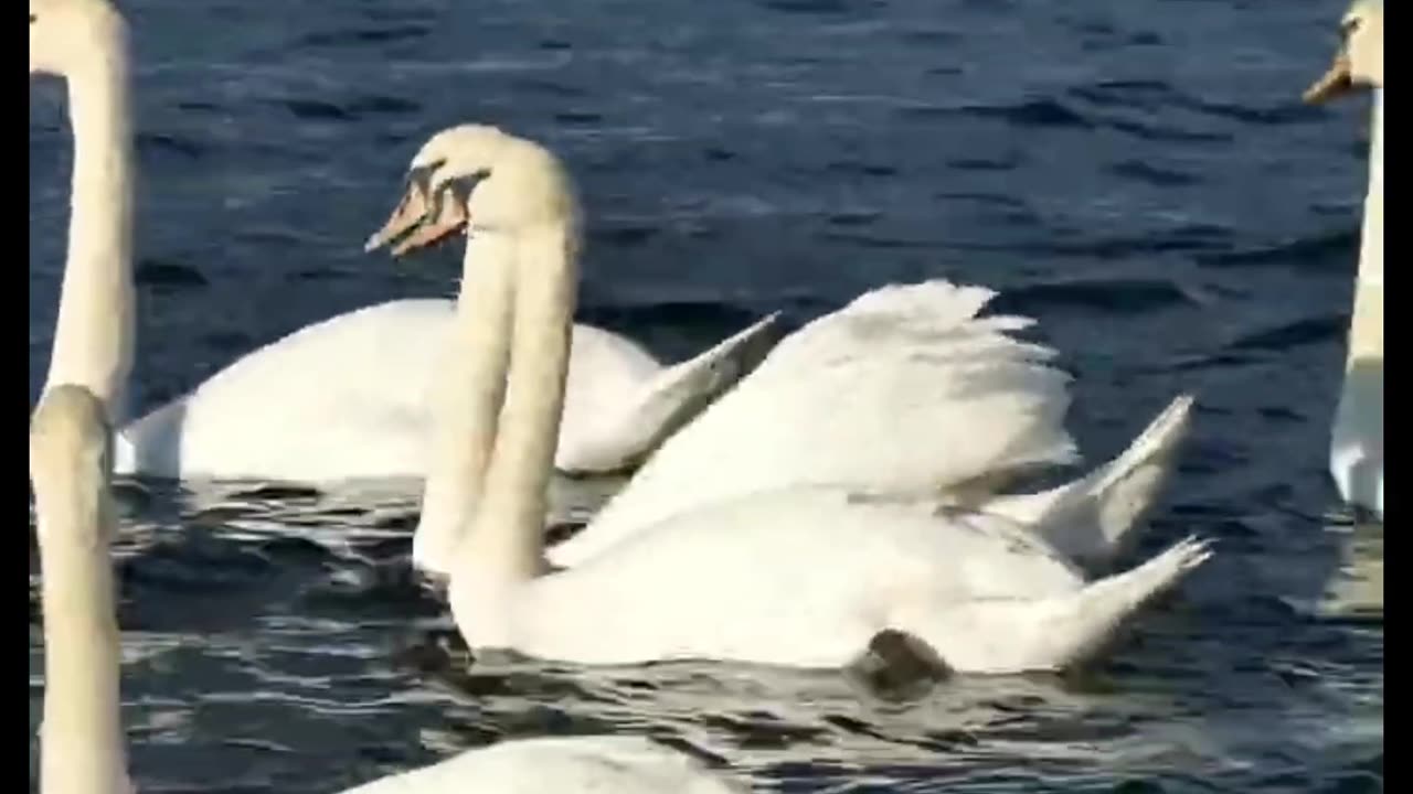 Beautiful Swans And Water