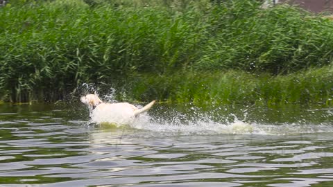 Dog run into the water