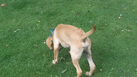 puppy good boy not chasing the Guinea Fowl