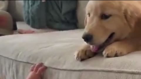 CUTE DOG LOVES CUTE BABY