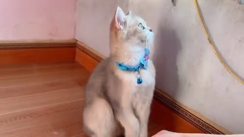 'Don't touch to me!' 🤪 too lovely and funny cat family