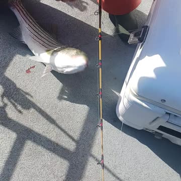 Fishfinder captree striped bass.