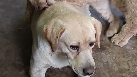 Dog and tiger together