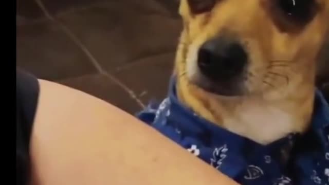 Cute dogs