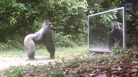 Animals in mirror hilarious reactions and very funny😂😂😂😂video