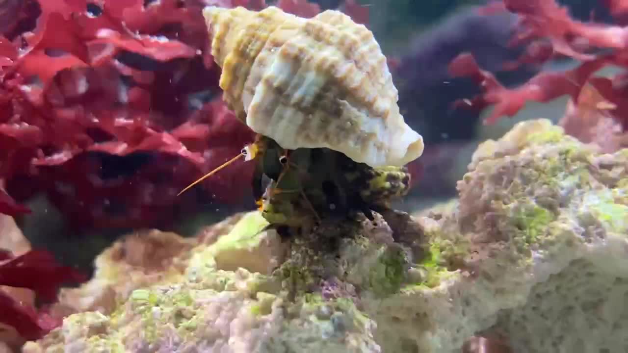 Hermit’s dinner plate won’t stay still