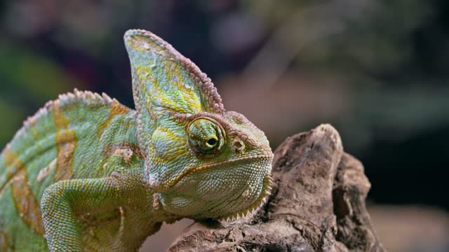 Fast tongues l Chameleons in slow-motion