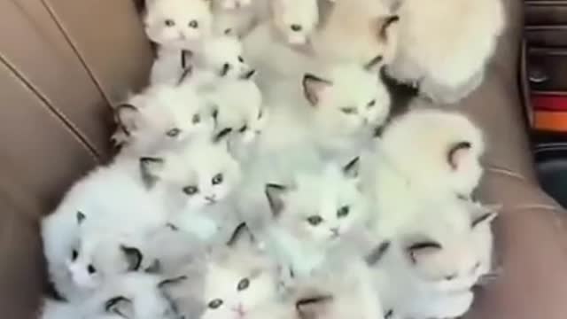 cute kitten short video