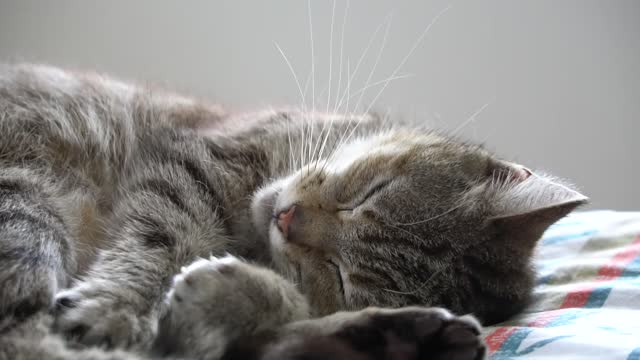 The cat dreaming