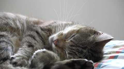 The cat dreaming