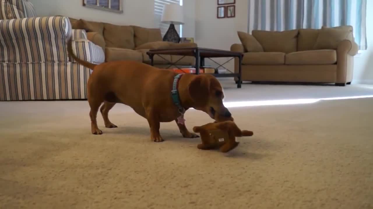 Dachshund dog meets battery operated look-alike