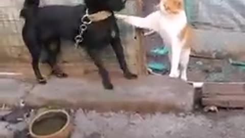 Cat vs Dog