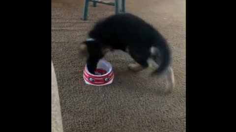 Puppy gets very angry at empty food bowl