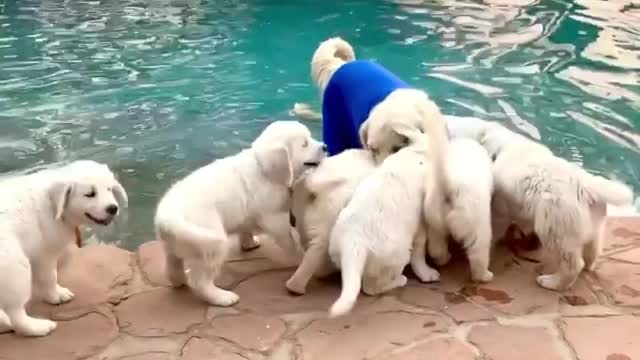 Puppy Palooza and Pajamas at the pool! 😳😳